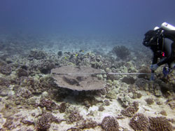 Diver gets an estimate of the coral's size using a measuring stick.