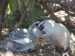 Red-tailed Tropicbird chick being fed by its parent. 