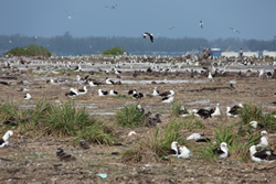 While the loss of birds is significant, millions of tropical seabirds continue to use the NWHI for nesting and breeding.