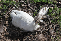 A dead Laysan Albatross adult and chick at Eastern Island-Midway Atoll.