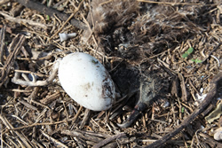 An unhatched egg and a dead Laysan Albatross chick.