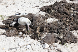 Workers are cleaning up bird carcasses at Midway Atoll.