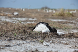 More than 100,000 tropical seabirds were killed by the tsunami at Midway Atoll alone.