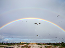 A view of Tern Island with seabirds and rainbows.