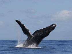 Magestic humpback whale.