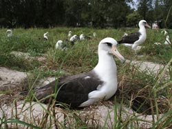 World's oldest Laysan albatross, Wisdom.