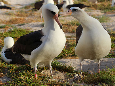 Wisdom (left) with her mate (right) on Midway Atoll National Wildlife Refuge/Battle of Midway National Memorial in the Northwestern Hawaiian Islands.