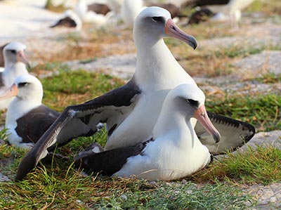 On November 19, 2015 Wisdom Returned to Midway Atoll National Wildlife Refuge and was observed with her mate on November 21.