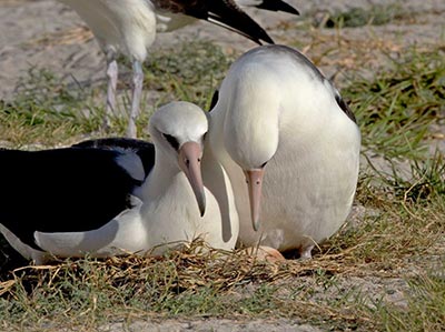 Wisdom (right) tends to her egg with her mate at Midway Atoll.