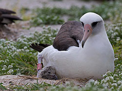 Wisdom and her newest chick on Midway Atoll NWR.