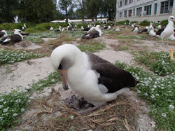 Wisdom's mate tends to his newly hatched chick just hours after it hatches.