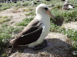 Wisdom returns to Midway Atoll National Wildlife Refuge to resume her chick rearing duties.