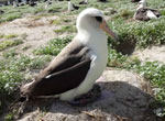 Wisdom returns to Midway Atoll National Wildlife Refuge to resume her chick rearing duties on February 8, 2013.