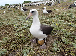 Original untouched photo of a Laysan albatross on Midway Atoll National Wildlife Refuge.