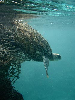 Marine debris, including derelict fishing gear, entangles monk seals and turtles, causing them to drown.
