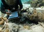 NOAA Maritime archaeologist Dr. Kelly Gleason records a broken cylinder head at the site of a Brewster F2A-3 Buffalo wrecked at Midway Atoll in February of 1942.
