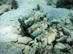 Ammunition discovered at the site of a Brewster F2A-3Buffalo wrecked at Midway Atoll in February of 1942.