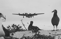 Airplanes landing at Eastern Island at Midway Atoll, 1943.
