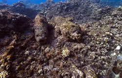 Cannon resting on the reef at the Hermes shipwreck site.