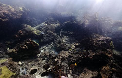Paddle wheel shafts, anchors and artifacts in the reef at the Saginaw shipwreck site at Kure Atoll.