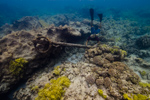 Maritime archaeologist Kelly Gleason investigates an anchor at the Two Brothers shipwreck site at French Frigate Shoals