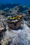 One of four whaling trypots discovered at the Two Brothers shipwreck site at French Frigate Shoals