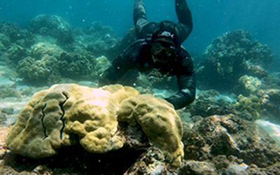 Diver examines reef.