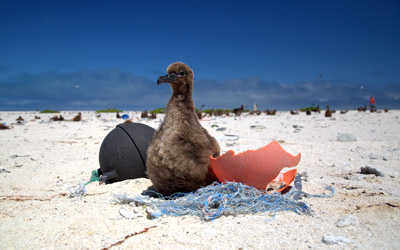 Bird on beach with marine debris.