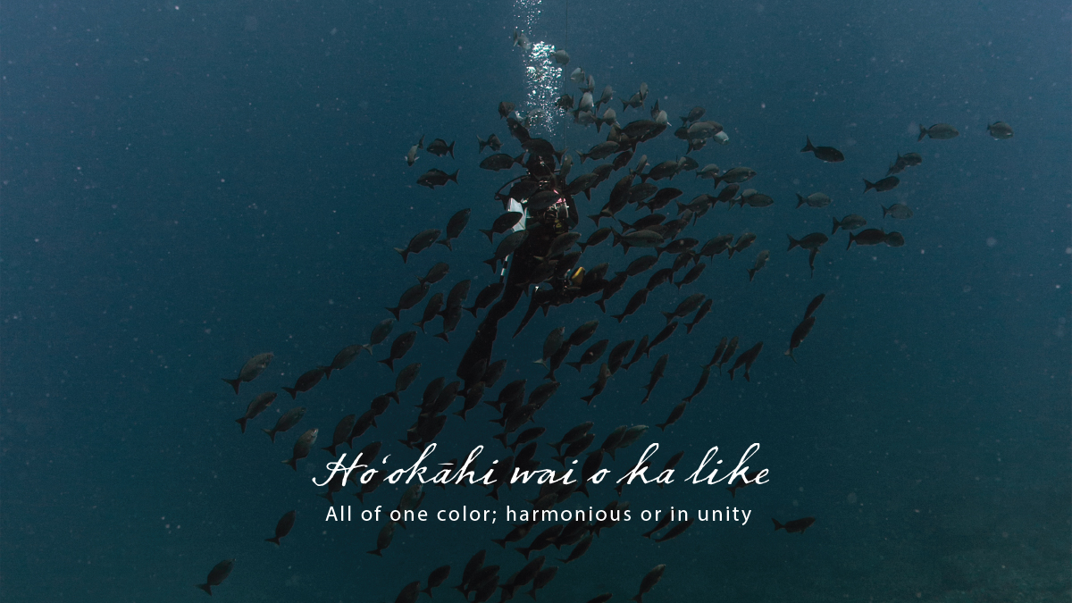 Summary report cover photo featuring underwater diver surrounded by a school of fish