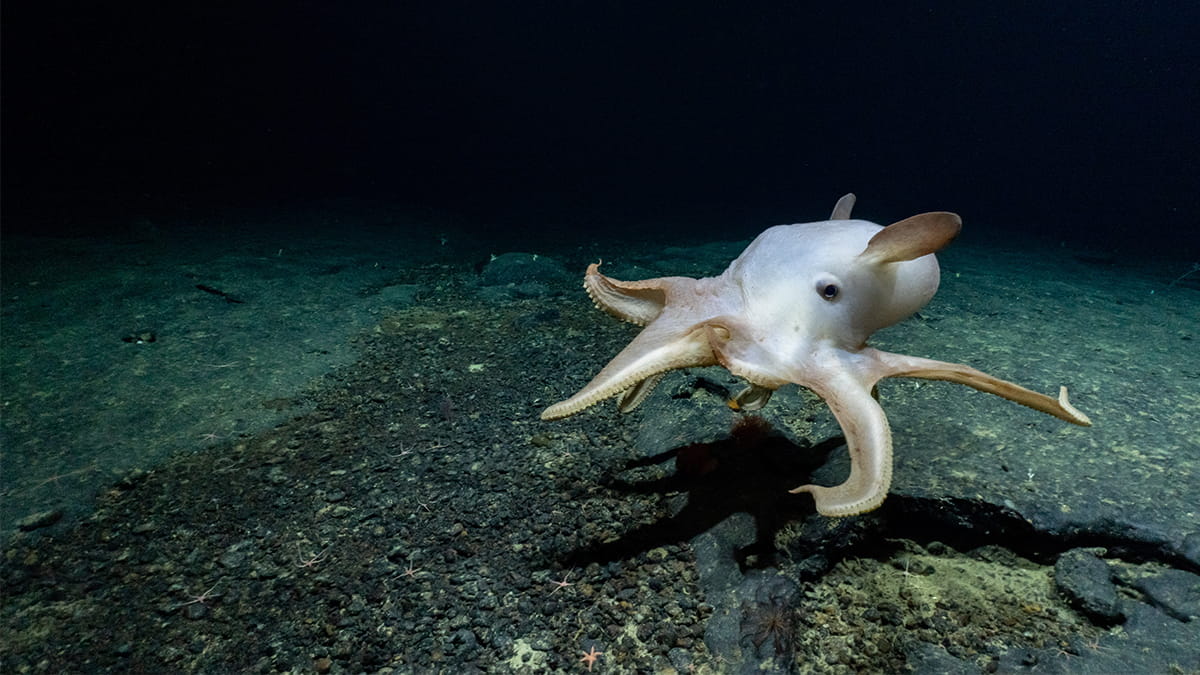 White octopus floating in deep waters of the ocean
