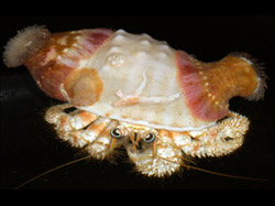 Anemone hermit crab.