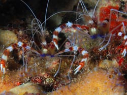 Banded cleaner shrimp or banded coral shrimp.
