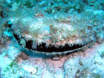 Black-lipped pearl oyster