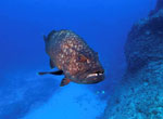 Hawaiian grouper.