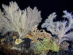 Seamounts, Guyots and Banks support abundant plant and animal communities.