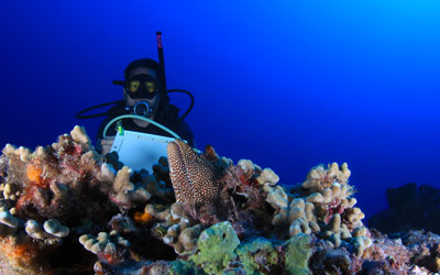 A spotted moray eel or puhi peeks out of the reef while Dr. Randy Kosaki conducts a survey on Maro Reef.