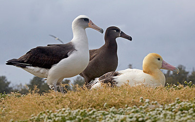 Laysan albatross (left), black-footed albatross (center) and short-tailed albatross (right), face into the wind on Midway Atoll National Wildlife Refuge.