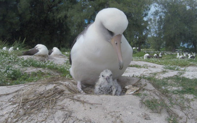 Wisdom’s mate Akeakamai stands over their newly hatched chick.