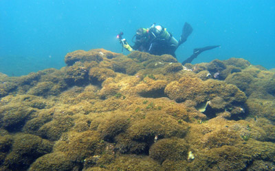 College of Charleston professor of biology Heather Spalding documents a mat of invasive algae at Pearl and Hermes Atoll.