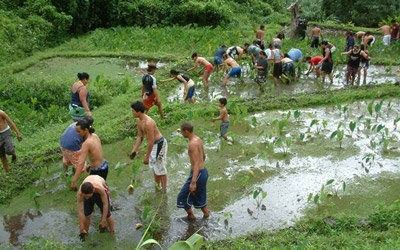 High school students weed the loʻi (wet taro patch) doing habitat restoration, while also connecting to their ahupuaʻa.