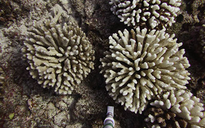 Bleached <i>Pocillopora</i> colonies observed during a photoquad transect survey at Kure Atoll.