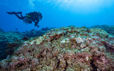 Diver surveys algal growth along reef.