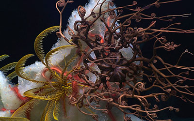 Deep-sea corals and sponges provide habitat and refuge for many other animals living on or near the seafloor. Here, a sponge covered with hundreds to thousands of tiny anemones also provides a home to several brittlestars (pink), crinoids or “sea lilies” (yellow), and a basket star (brown).