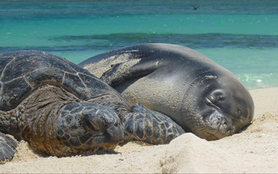 The monument is a critically important nesting ground for green sea turtles and breeding ground for Hawaiian monk seals.