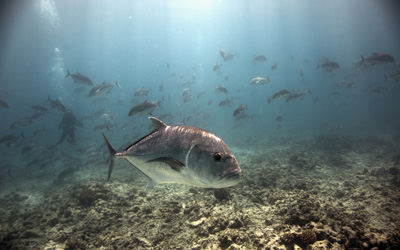 A large ulua (giant trevally) swims amidst a school of omilu (bluefin trevally) while divers survey corals at French Frigate Shoals. 
