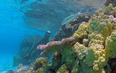 Monk seal and fish swim near coral reef. 