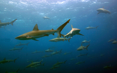 School of galapagos sharks. 