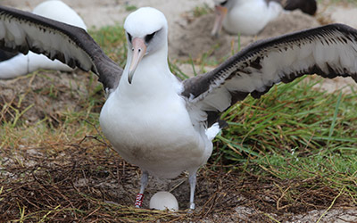 Wisdom, a Laysan albatross and world’s oldest known, banded wild bird, and her egg on Midway Atoll in 2018. Credit: Madalyn Riley/USFWS