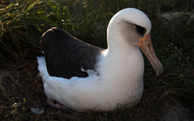 Wisdom, the world’s oldest known, banded wild bird incubates her newest egg.