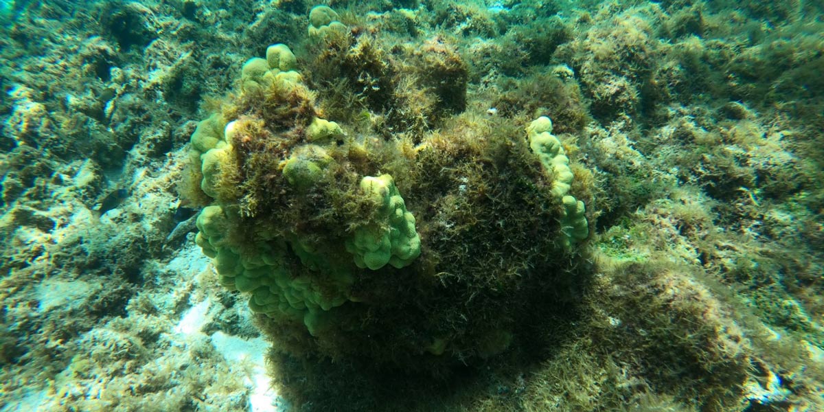 Coral head with overgrowth of Chondria.